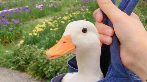 加油鸭成人歌曲视频大全,点燃青春活力——成人歌曲视频大全精选  第2张