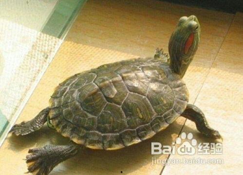 乌龟创意画成人英语视频,Embracing Creativity: A Journey Through Adult English Videos with Turtles  第3张