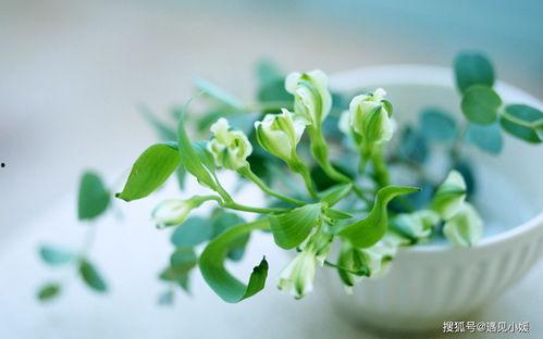 植物变成人有多可爱视频,萌动瞬间！可爱变身视频大盘点  第2张